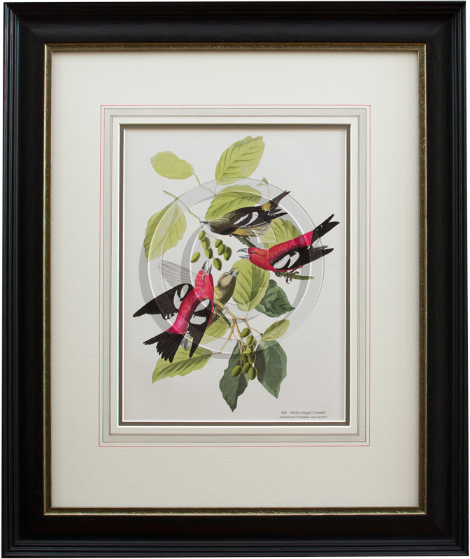 https://phoenixartsupplies.com/custom-picture-framing/images/framed-bird-print-with-french-mat.jpg